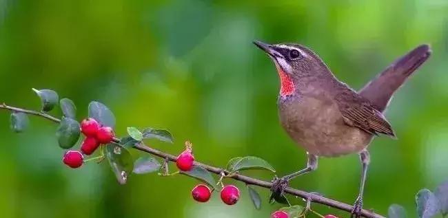 鸟上火了怎么办,鸟上火的最好方法