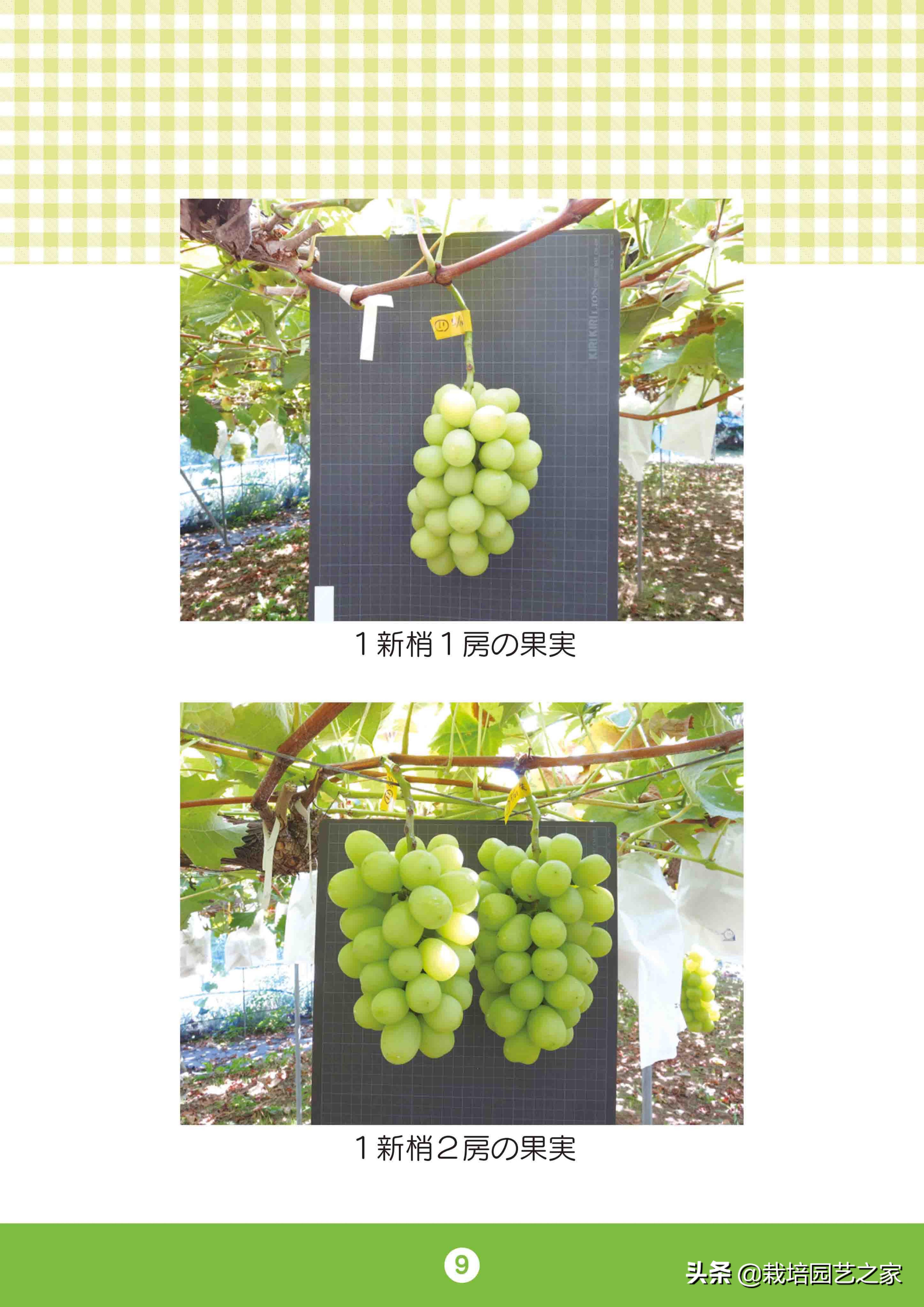 日本阳光玫瑰葡萄全教程,日本阳光玫瑰保果配方