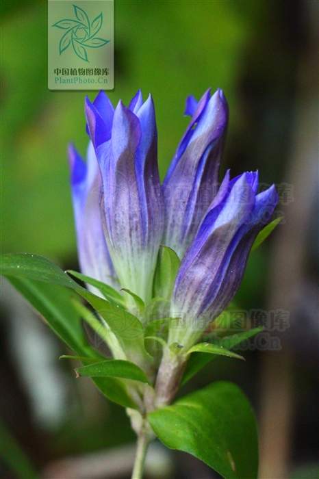 神农本草经中的药材图片,神农本草经高清彩图