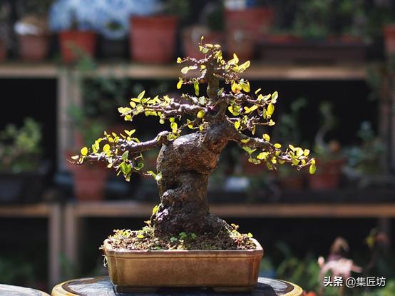 十字修剪法,十字花技法