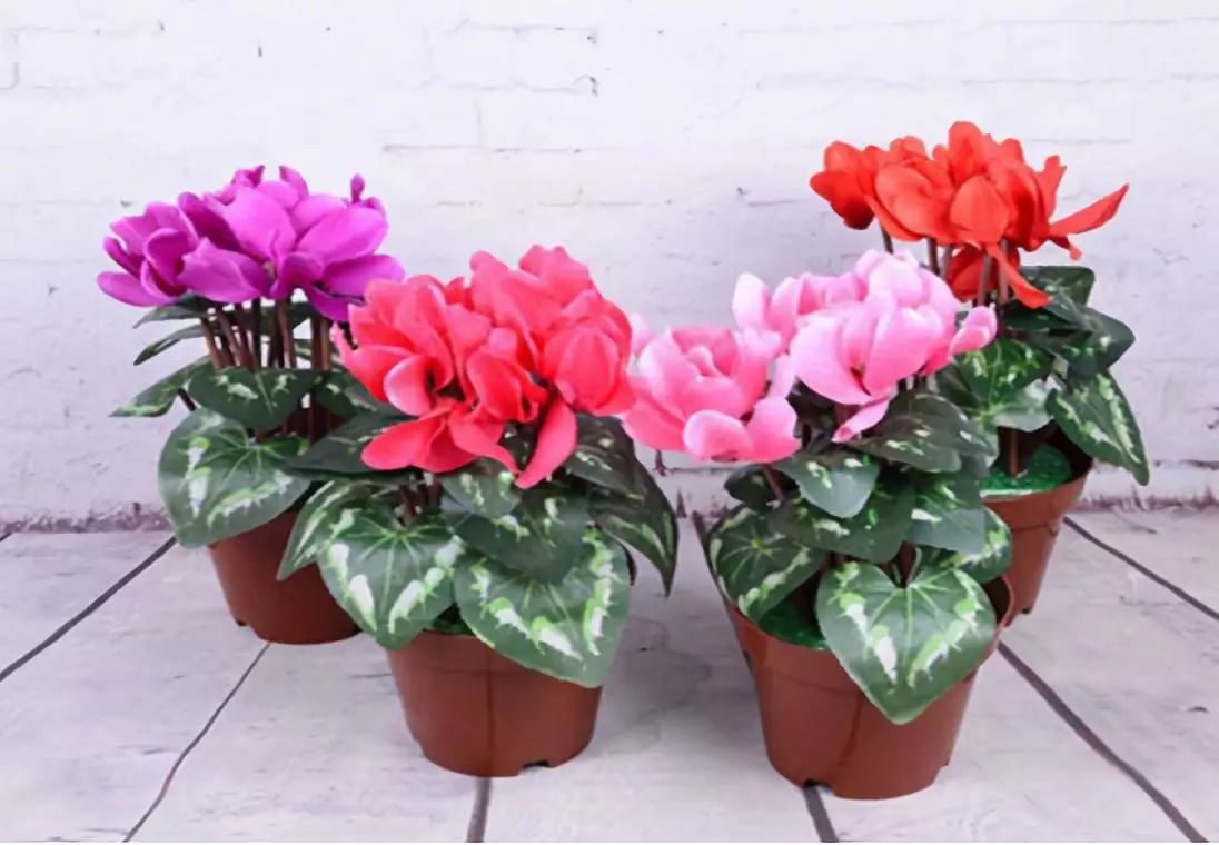 花突然蔫了？你家装修污染可能出问题了！