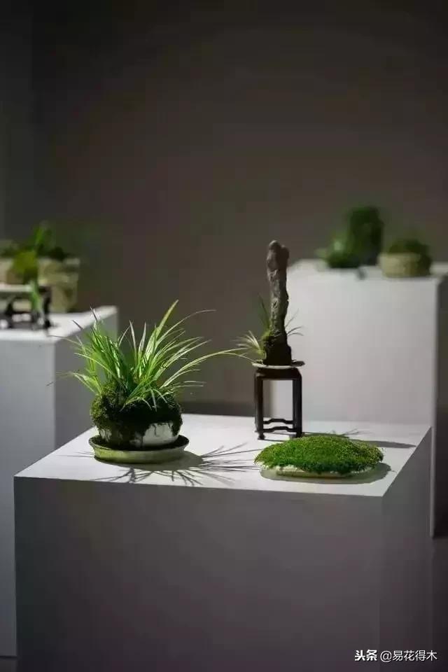 文房菖蒲怎么养殖,菖蒲的养护方法