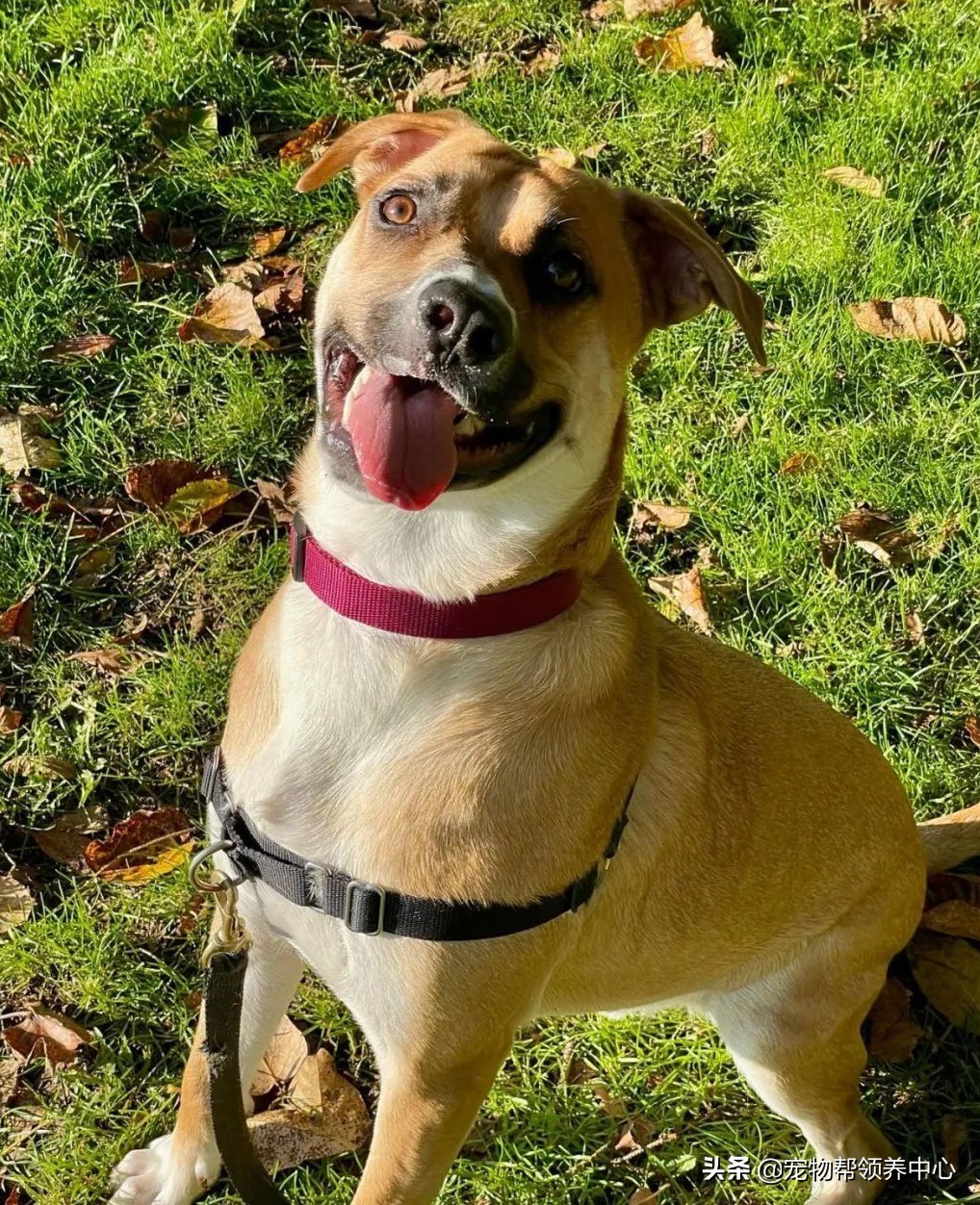 狗狗天生眼斜鼻子歪,狗狗有眼斜嘴歪的么