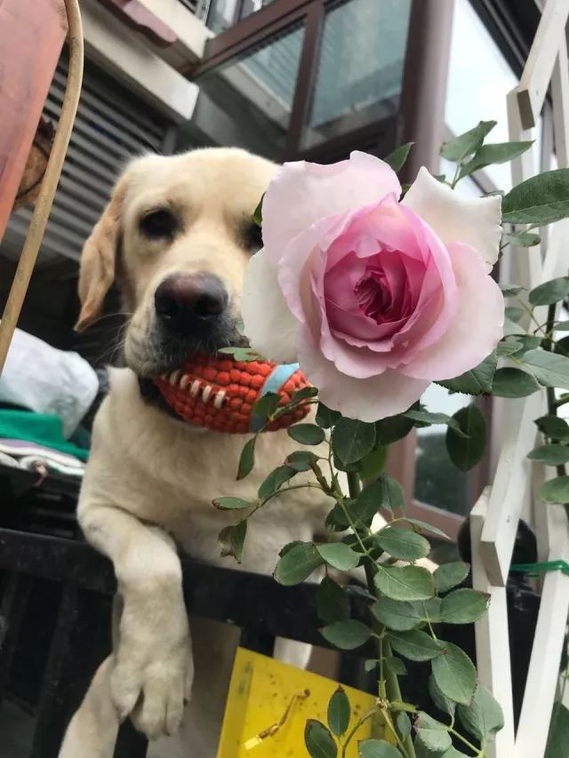 玫瑰爆芽初期怎么爆更多芽,玫瑰爆根的方法