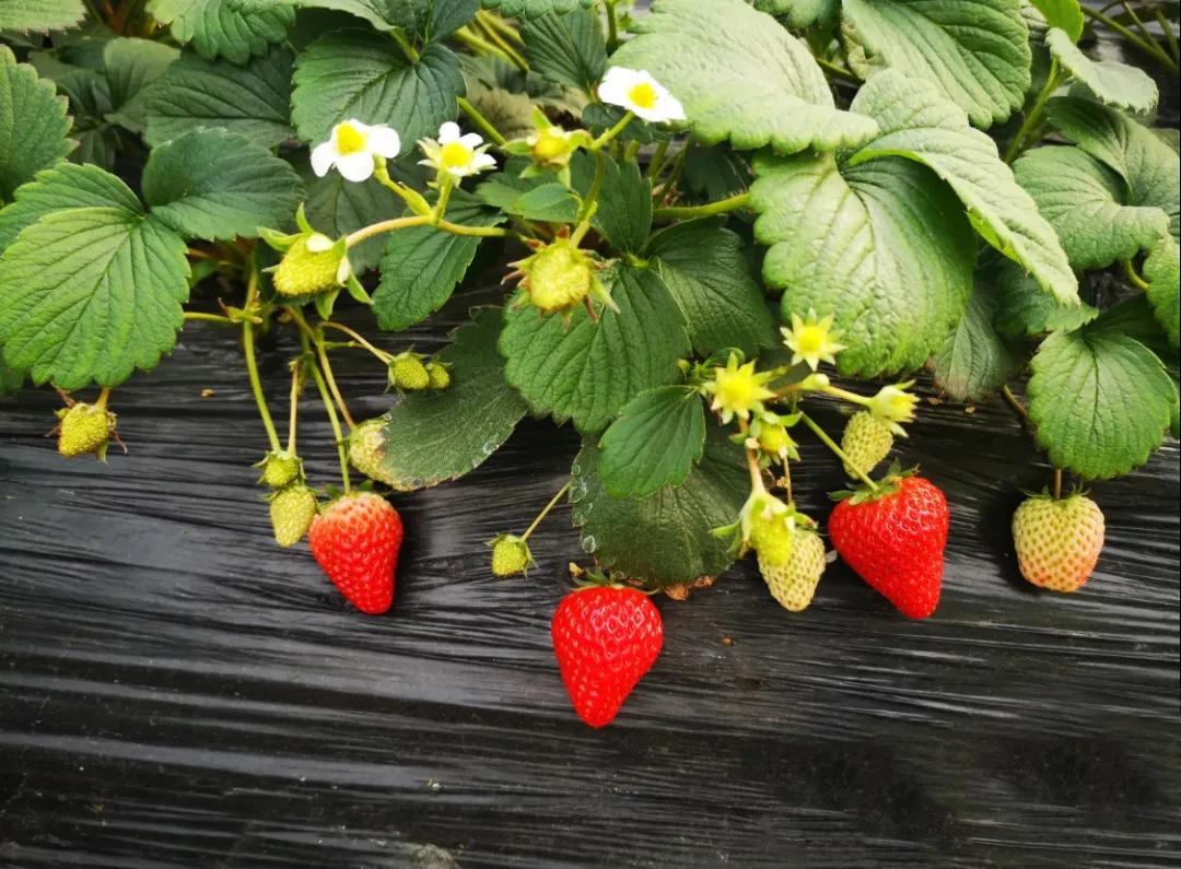 一个不出郑州的踏青好去处,天津春游公园推荐