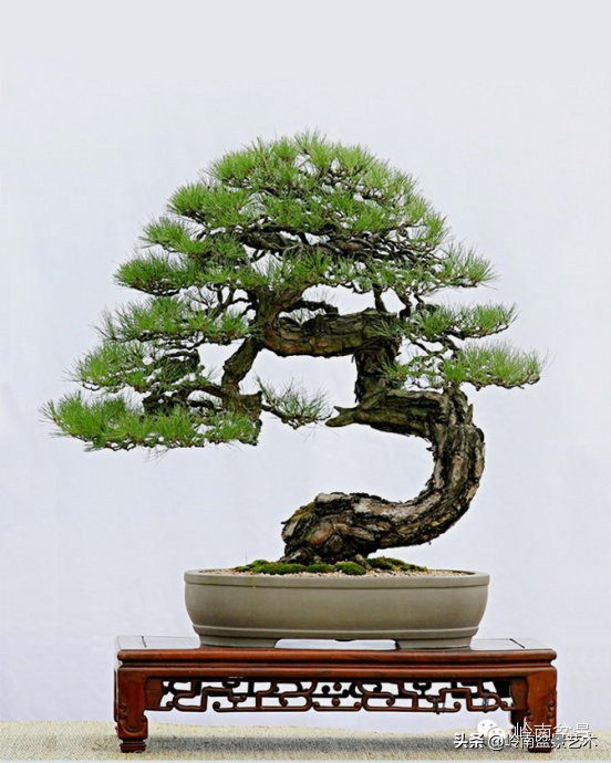 2万元的黑松盆景,拍卖28万的盆景