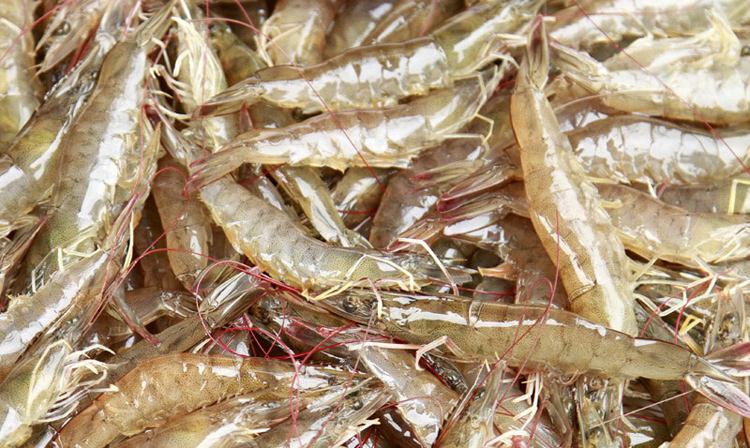 明虾基围虾白对虾的区别,基围虾明虾对虾怎么区别