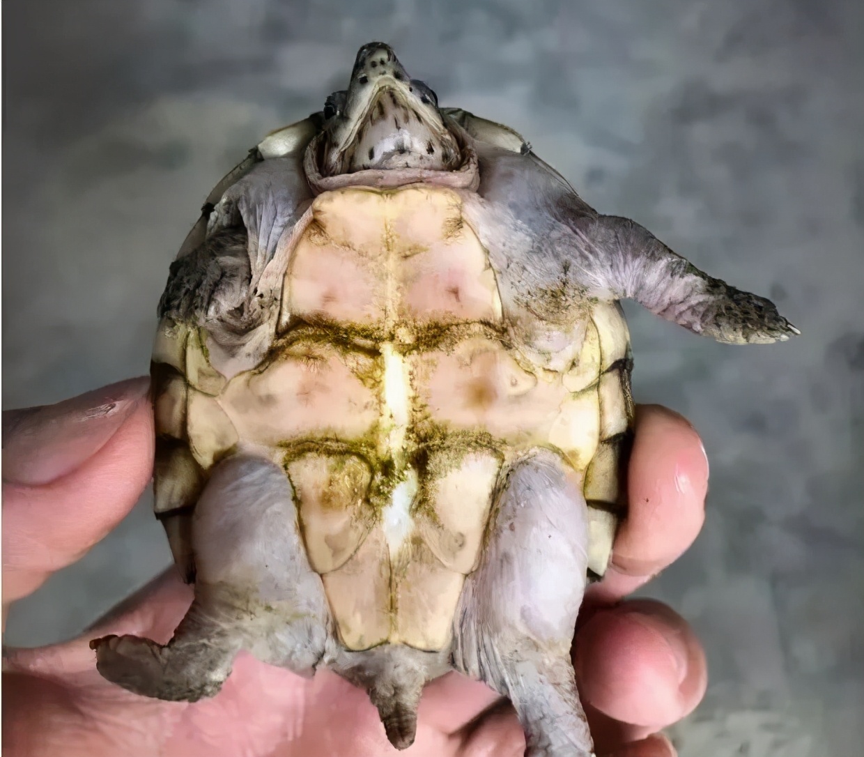 龟水肿但状态特别不好,龟浮肿和水质有关系吗