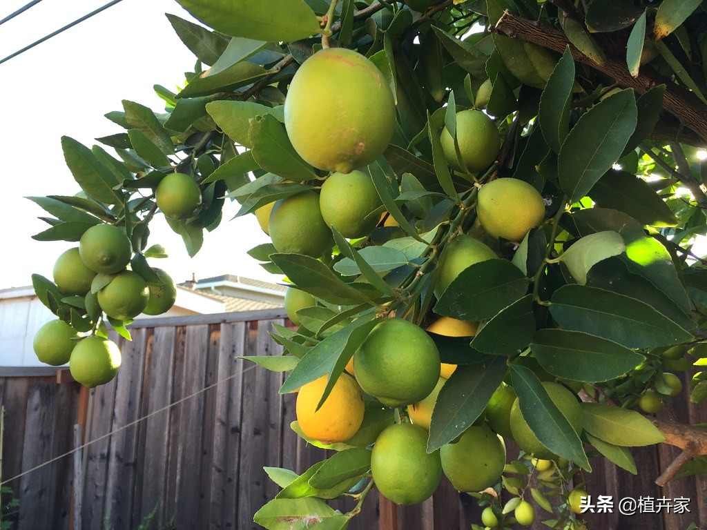 柠檬树上长虫子什么方法最有效,柠檬上长的菌