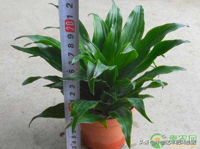 巴西铁树苗水培方法和关注事项,巴西螺纹铁树怎么养