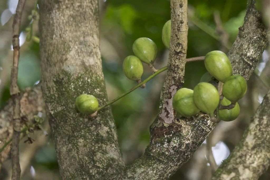 新西兰的雨林||皮龙亚狂想曲（7）