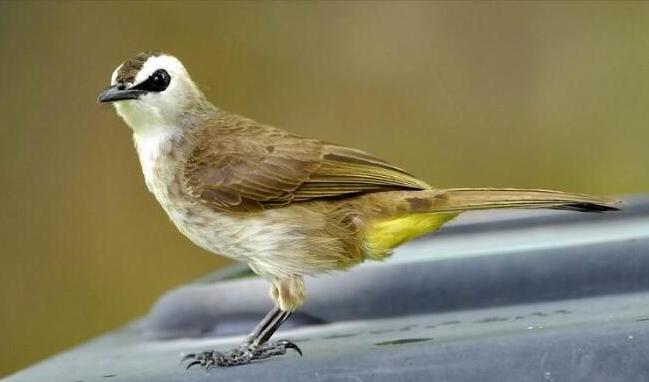 东江揽胜,惠州淡水常见鸟类图谱