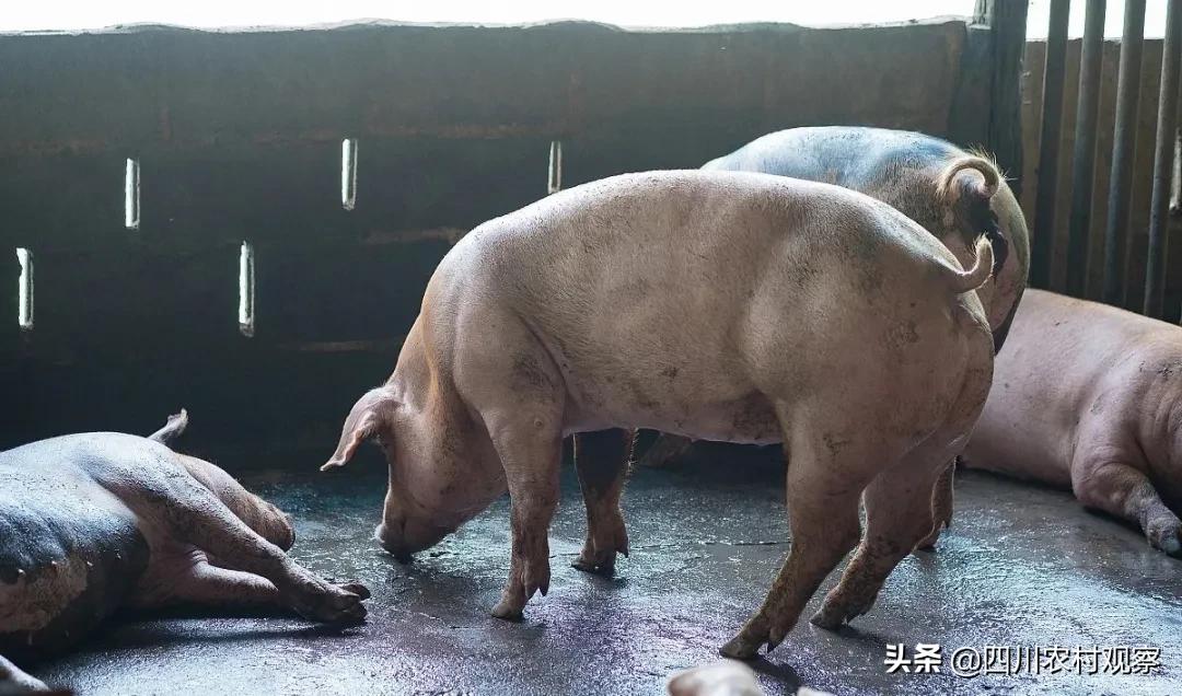 猪高温天气易发生的呼吸道疾病,猪高温症状和治疗方案