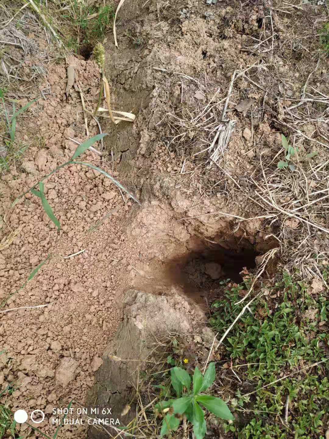野猪成灾成灾四川,野猪成灾成灾农民无法生活