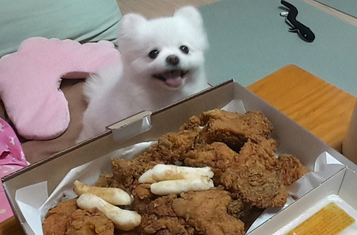 博美犬不要茶杯犬,博美千万别养