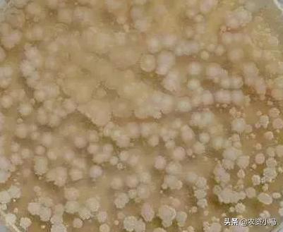 枯草芽孢杆菌能与杀菌剂混用吗,枯草芽孢杆菌能和杀菌剂混用吗