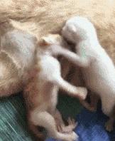 萌出血的猫,萌出血的小奶猫