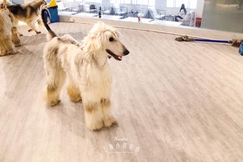 魔都哈士奇体验馆宠物咖啡,魔都哈士奇咖啡馆