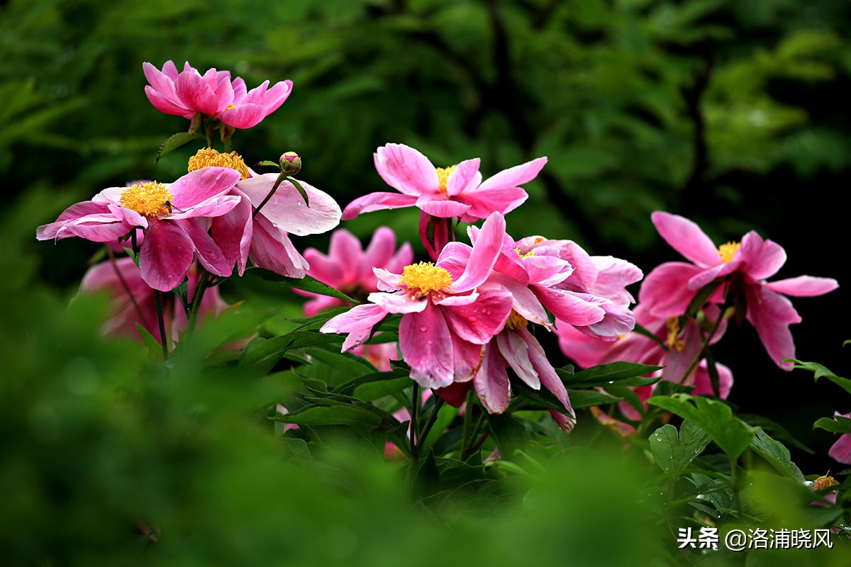 大院绿化的回忆——顺便看看院里的芍药定个究竟有多少种？