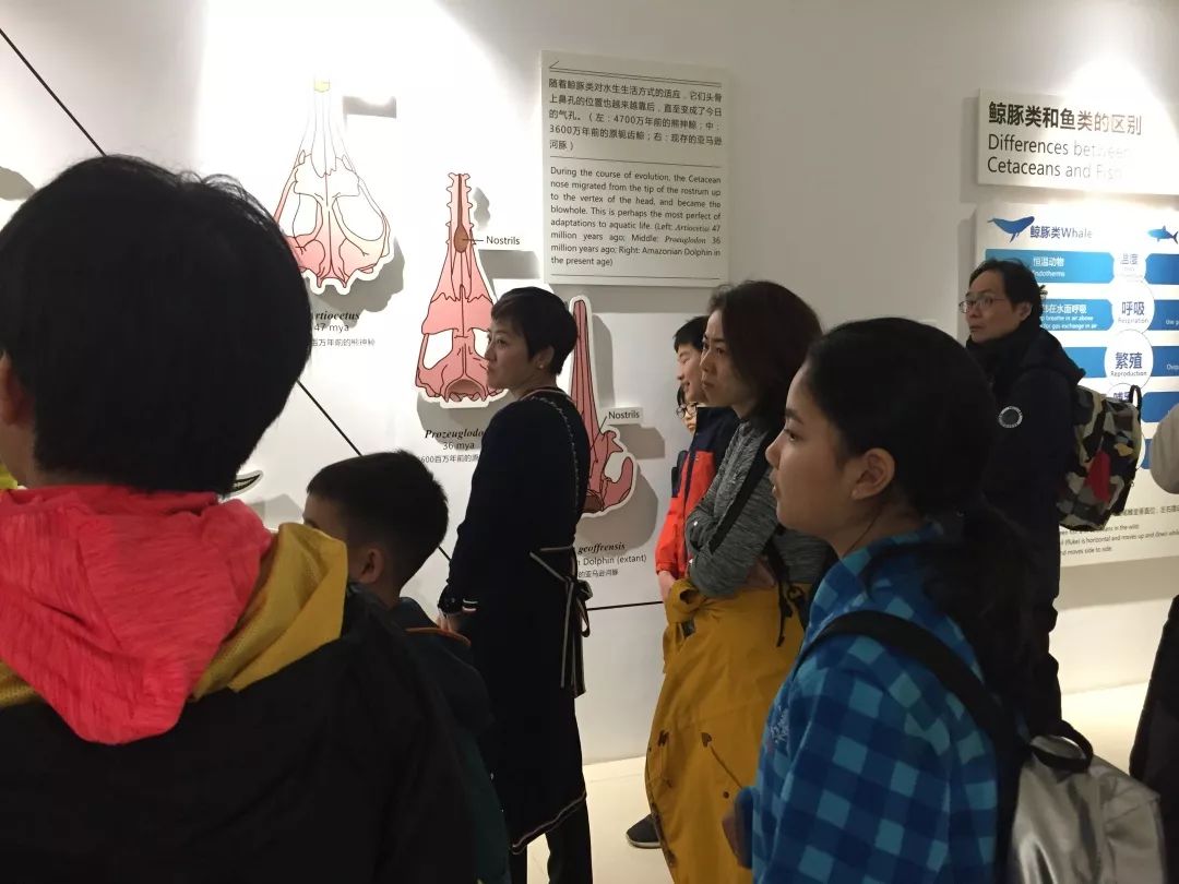 钦州三娘湾寻找白海豚,钦州三娘湾中华白海豚咬不咬人