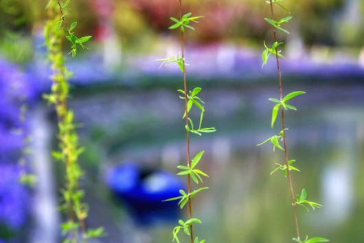 清明节雨纷纷追思故人,清明时节雨纷纷吊唁故人