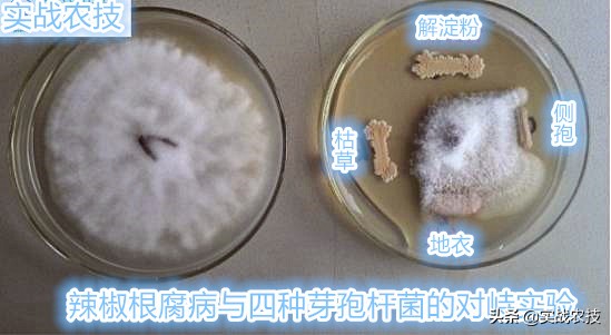 微生物菌剂的意义,冲施微生物菌剂的作用