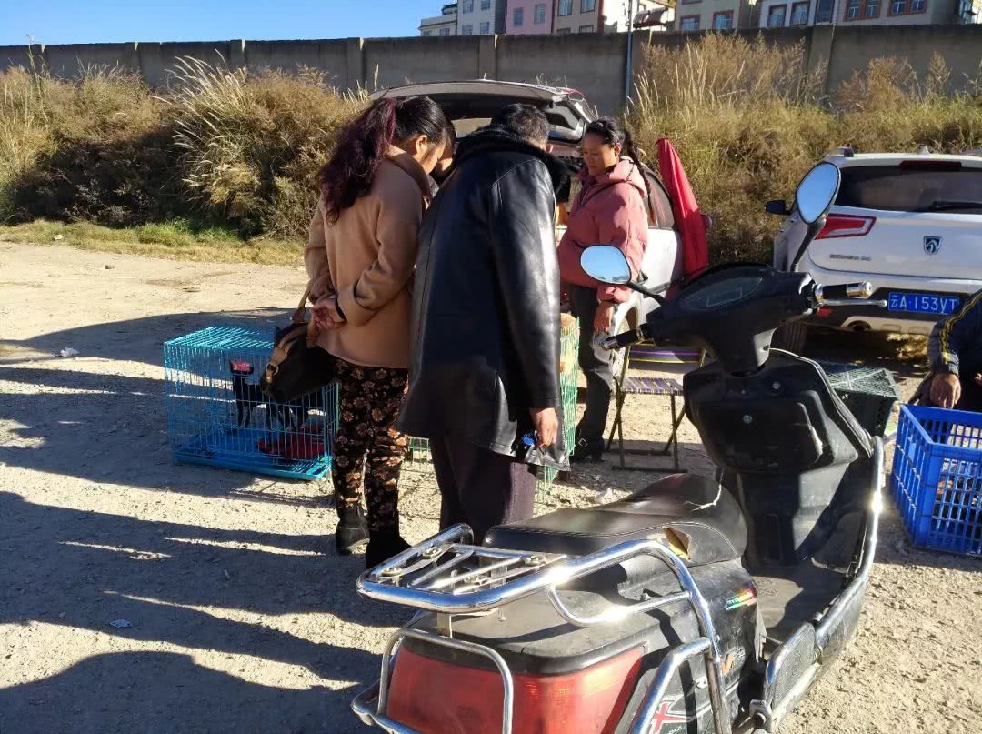 出售幼犬金毛便宜200元一只,狗贩子400块钱能买到什么金毛