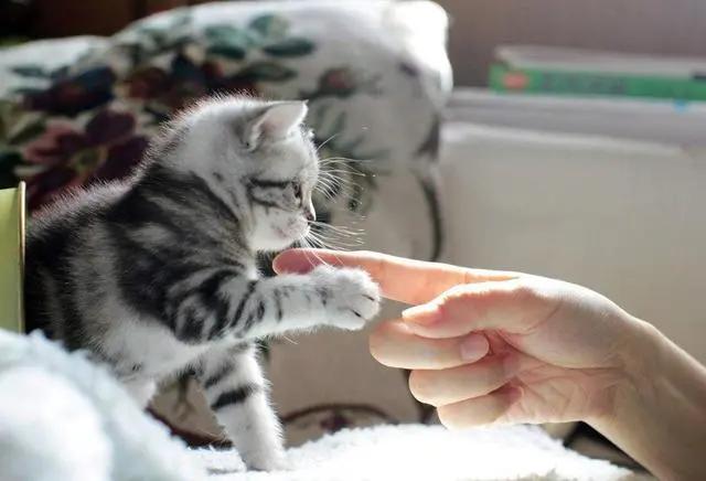 猫咪的爪子怎么捏,猫咪为什么不喜欢被铲屎官摸爪子