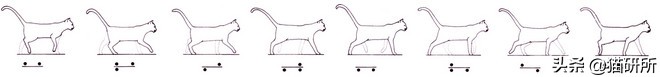 猫步怎么走八字步,猫步的基本动作图片