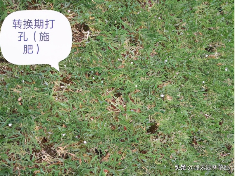 果岭草草坪介绍,果岭草的由来