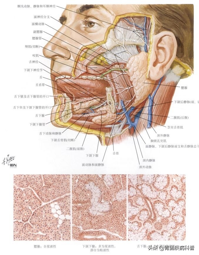 消化系统内镜解剖与诊断图谱,解剖消化系统重点试题