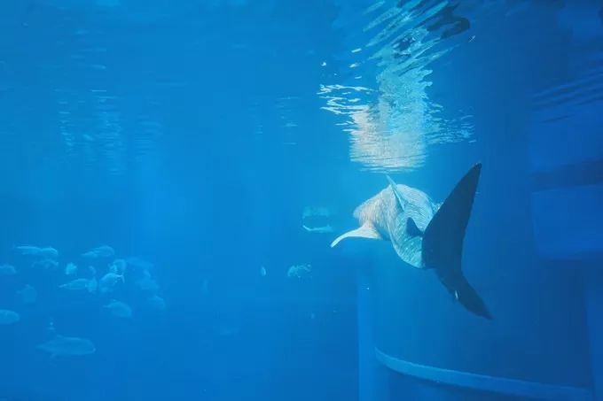 不一样的大阪三日游，瑠璃一束光，值得一来再来