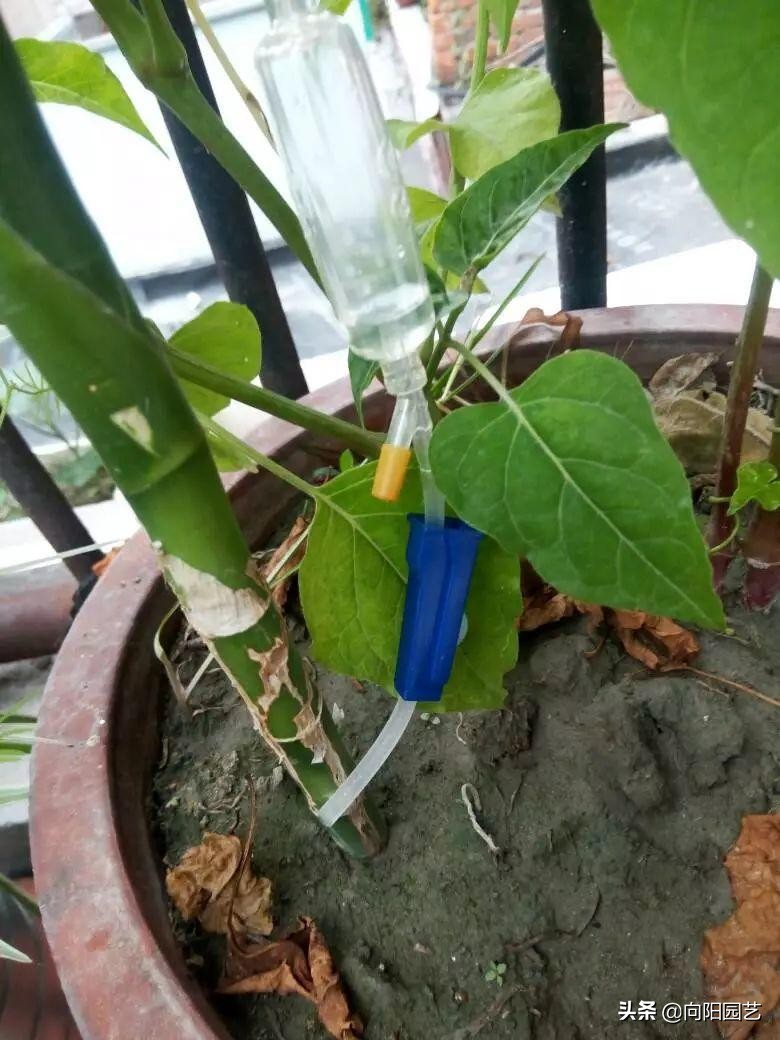 出差自制浇水神器,出外旅游自制浇花神器