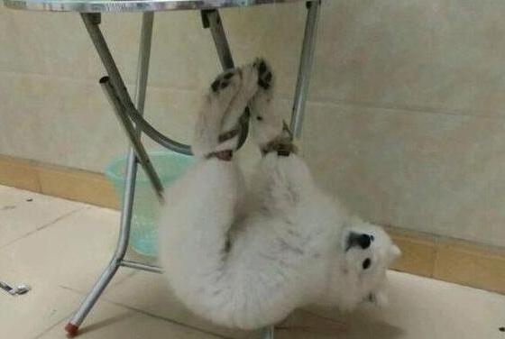 训狗边牧方法,戈赞的最后结局