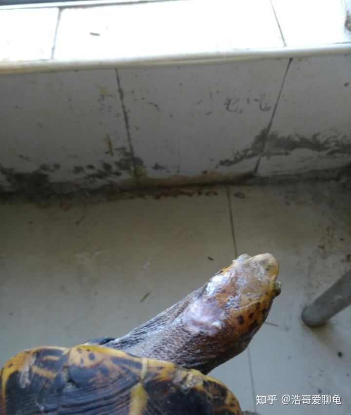 宠物龟泡腐皮净一般多久,幼龟长白点腐皮