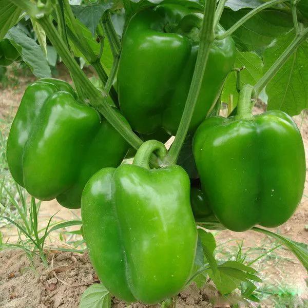最近山东青州蔬菜市场行情 (青州蔬菜批发市场最新价格表)