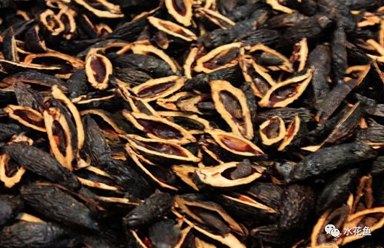 鱼类寄生虫用什么药,鱼类寄生虫怎么灭杀