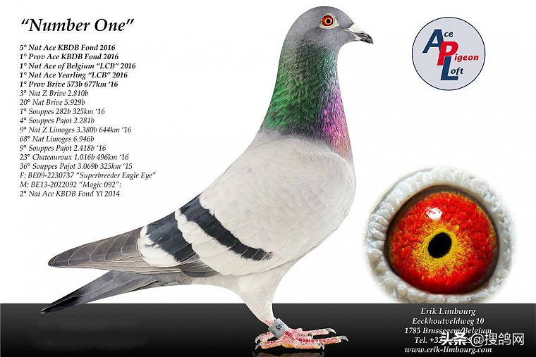 比利时爱力克·林伯格的超级种鸽战队