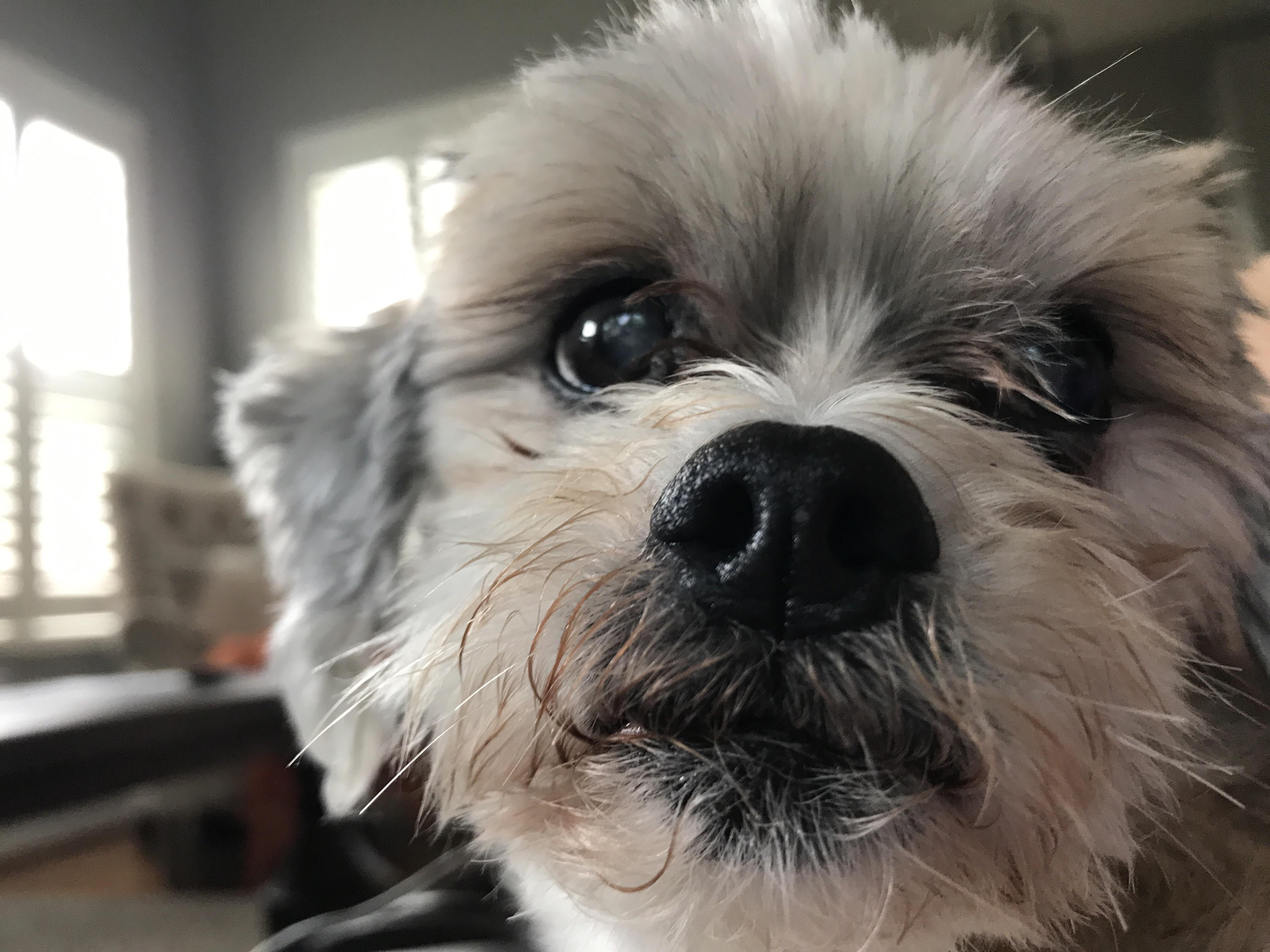 老年狗心脏衰竭引起的腹水,老年狗狗心力衰竭死亡率高吗