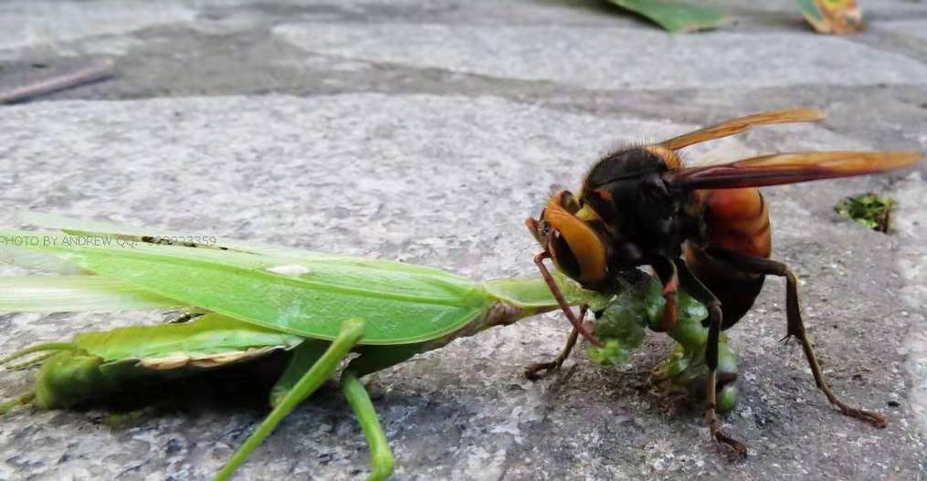 我的妈妈是老虎合集视频,盘点虎妈与虎娃的爆笑日常