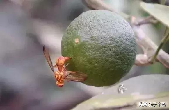 柑橘大实蝇和柑橘小实蝇常规虫害,柑橘虫害高清图谱及防治方法