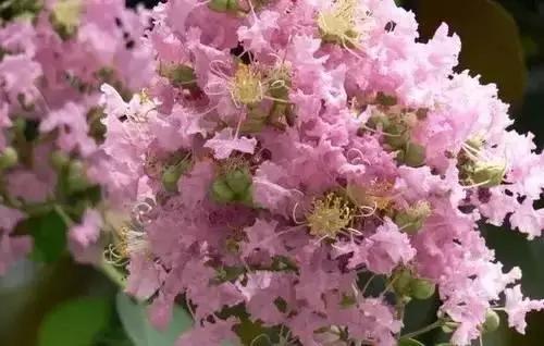 河南城市的市花有哪些花,全国56市市花图片