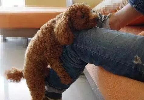 泰迪喜欢睡在主人的旁边,泰迪喜欢睡人旁边