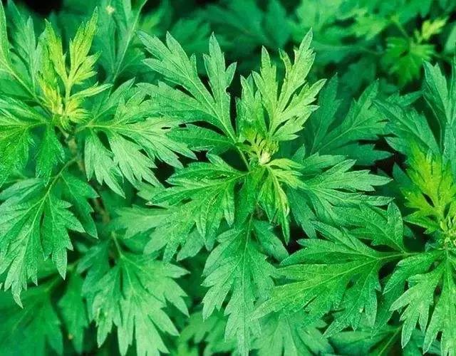 艾草驱蚊驱虫,艾草驱虫祛湿