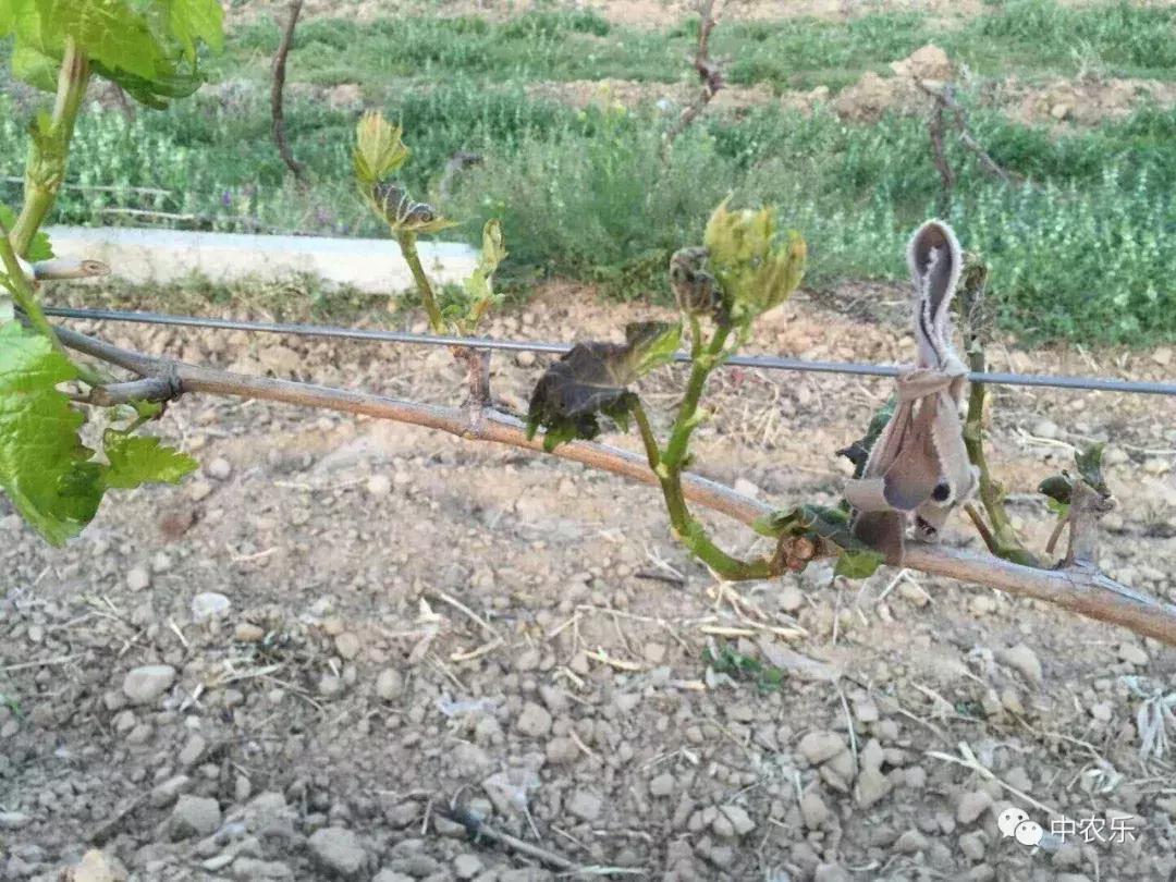 如何预防果树冻害,葡萄打什么药能预防冻害