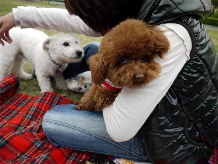 辟谣，铲屎官护手霜却是狗狗“毒药”？请避免爱犬接触木糖醇制品