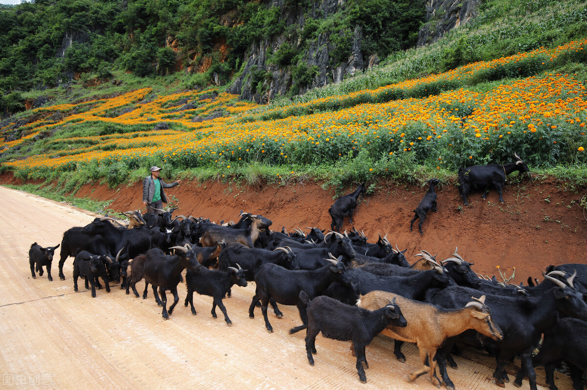 黑山羊血虫病的症状和治疗方法,黑山羊霉菌病怎么治