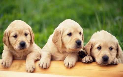 拉布拉多突然扑向小孩,拉布拉多犬扑人怎么纠正