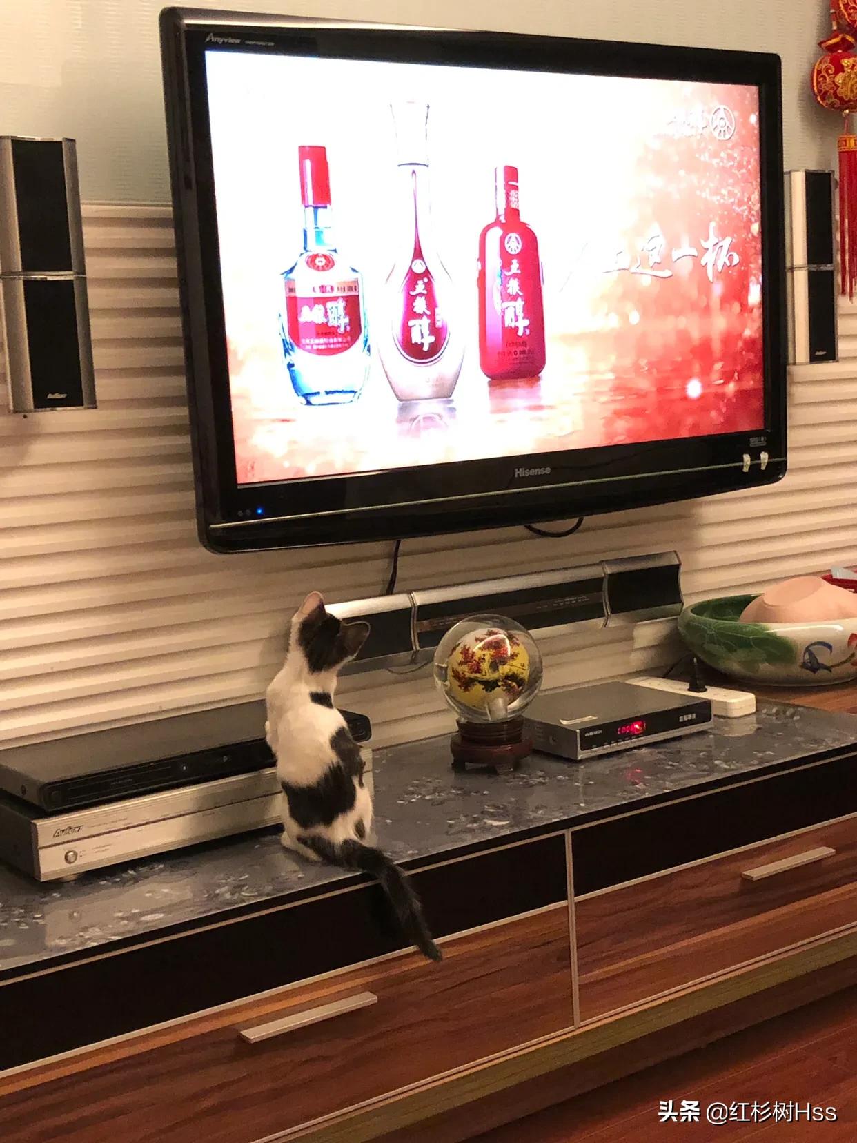 猫咪是个逗比,猫在足球场上