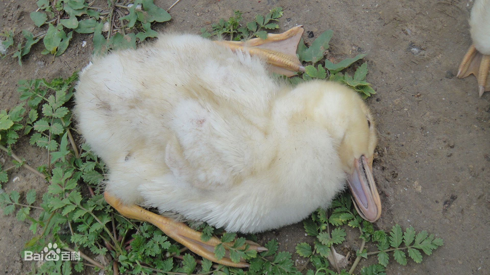 崔老致养鸭人—鸭鹅瘫痪,转圈,抽搐,摇头!来看!特效药来了